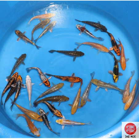 Tosai mix Miyatora 15-18 cm