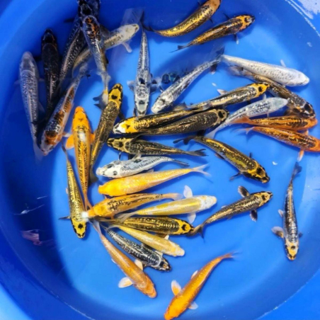 Tosai sélection Aragoke...