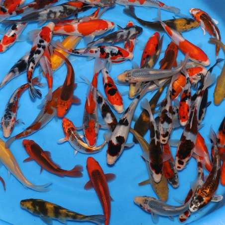 Tosai mix Otsuka, 15-18cm