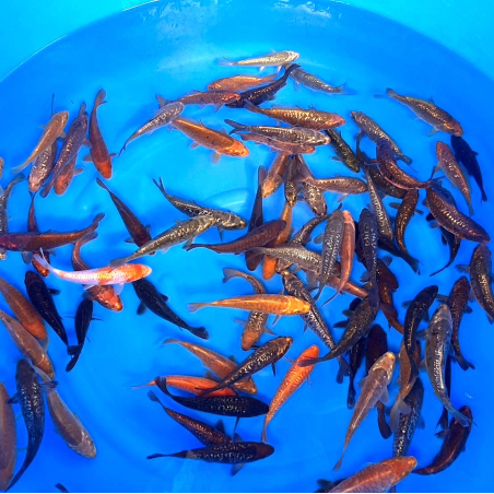 Tosai Doitsu Dragon Diamond...