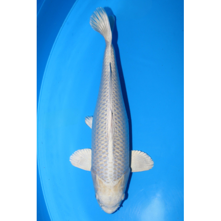 Platinium ogon