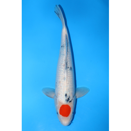Tancho sanke pearl ginrin