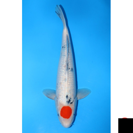 Tancho sanke pearl ginrin
