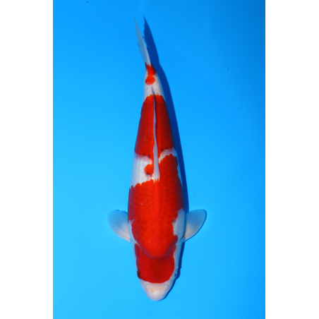 Goromo