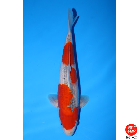 Goshiki