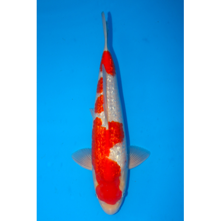 Ginrin Kohaku