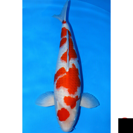 Maruten Kohaku HQ