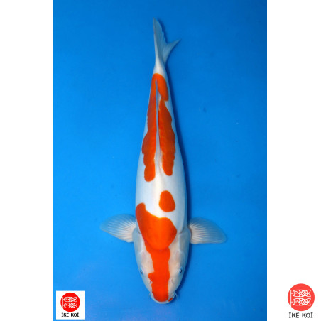 Doitsu Kohaku