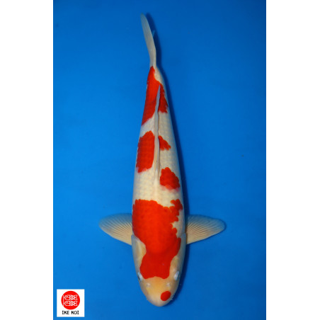 Kohaku