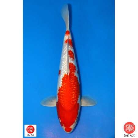 Ginrin Kohaku