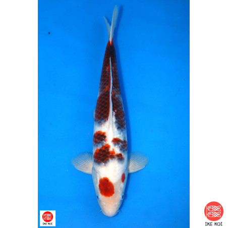 Maruten Goromo