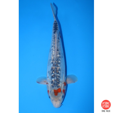 Ginrin Shusui, une perle...