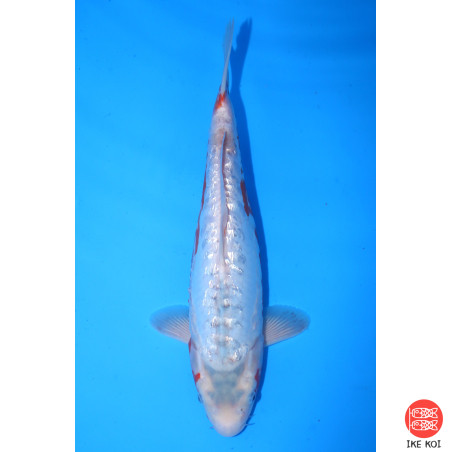 Ginrin Shusui, une perle...