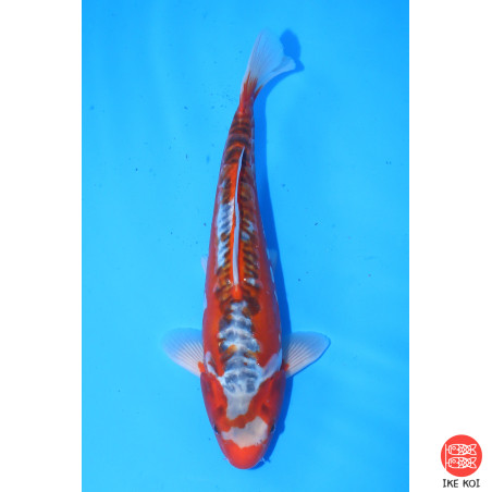 Shusui