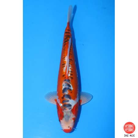 Shusui