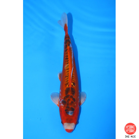 Shusui