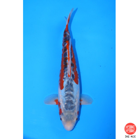 Shusui