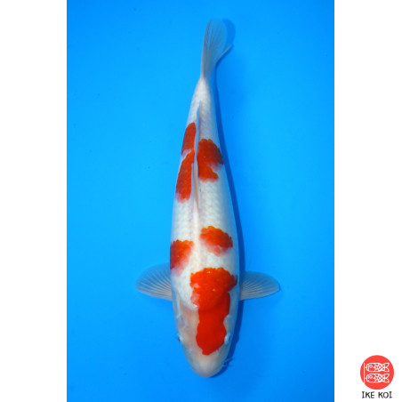 Kohaku