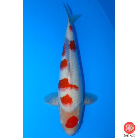 Maruten Kohaku