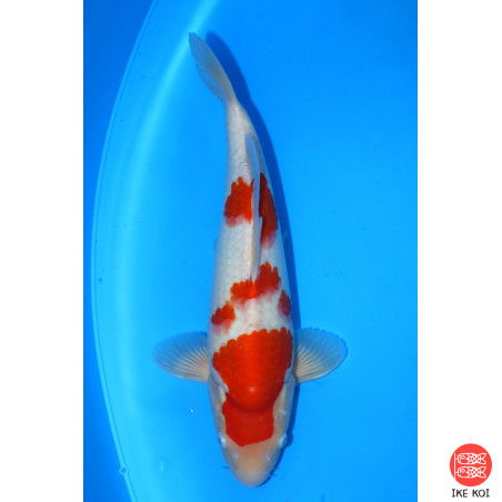 Kohaku
