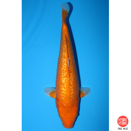 Ginrin Red Karashigoi