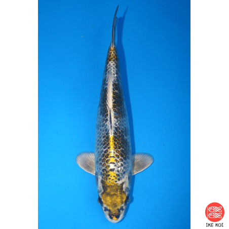 Girnin Kirin Kado gin