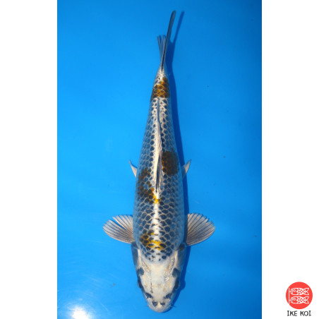 Kirin