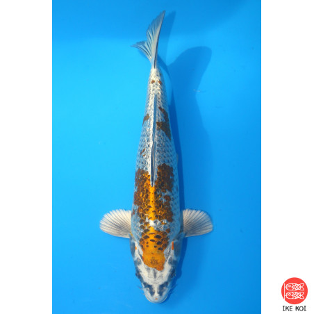 Ginrin Kirin