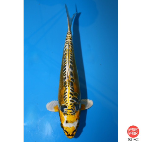 Yellow Dragon