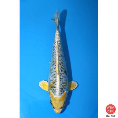 Yellow Dragon