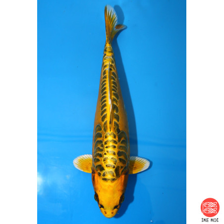 Yellow dragon