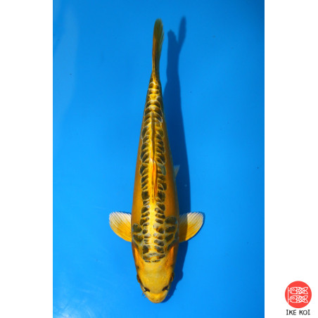 Yellow dragon