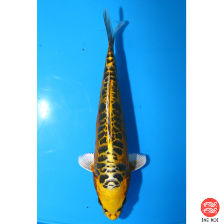 Yellow dragon