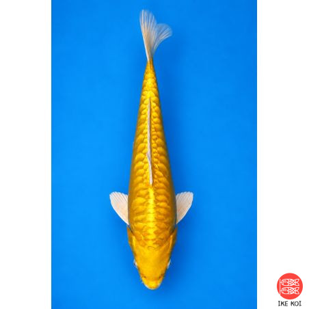 Yellow dragon
